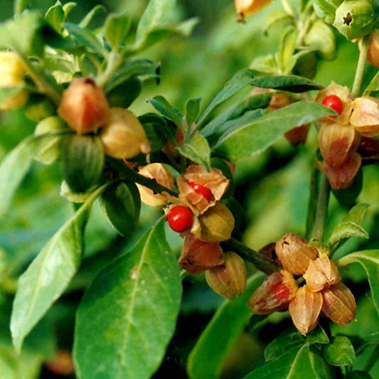 Ashwagandha