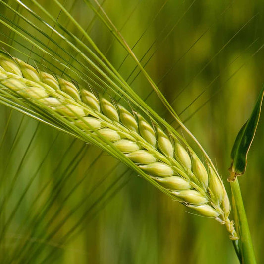 Barley grass