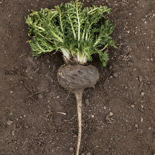 Black maca