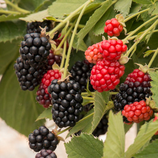 Blackberry