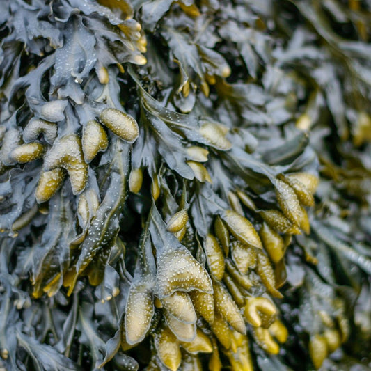 Bladderwrack