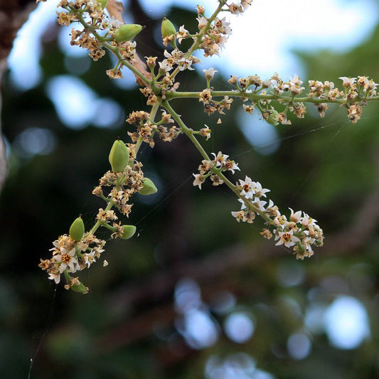 Boswellia serrata