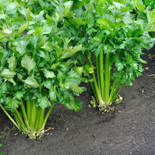 Celery