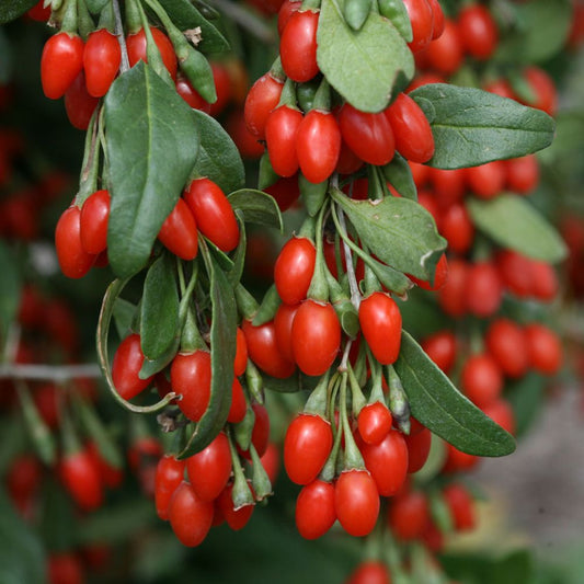 Goji berry