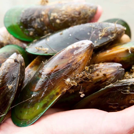 Green-lipped mussels