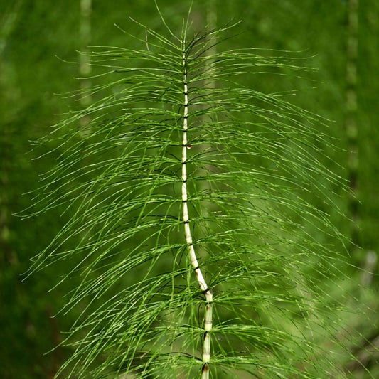Horsetail
