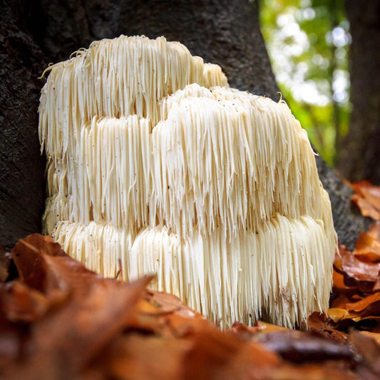 Lion's mane