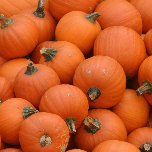Pumpkin