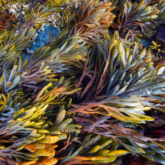 Kelp rockweed