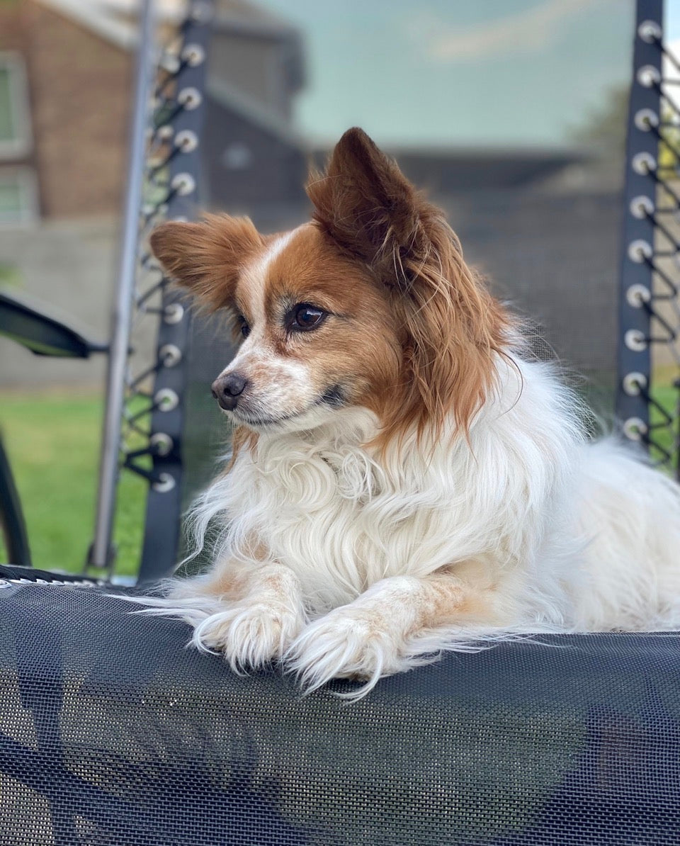 How Long Do Hip and Joint Supplements Take to Work in Dogs?