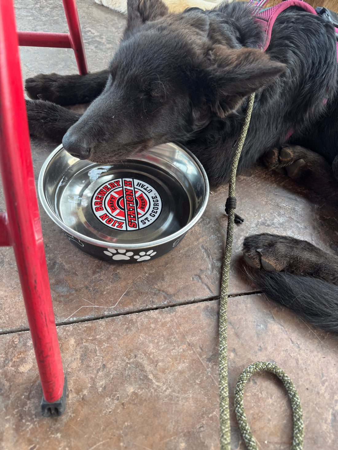 What's In Your Dog's Water Bowl (And Why It Matters) | Pet Talk