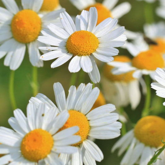 Chamomile