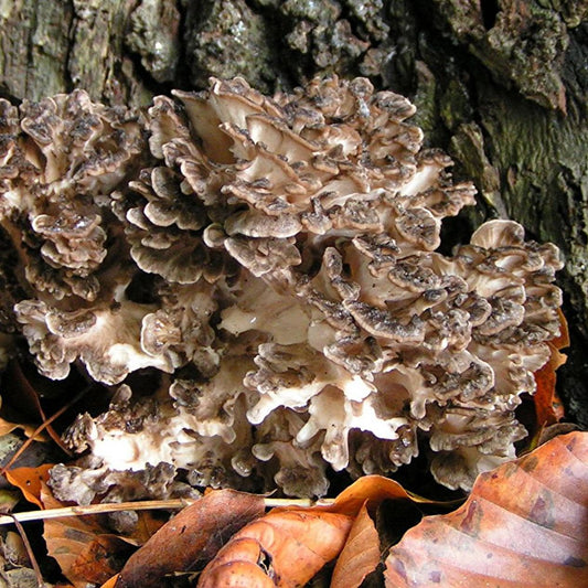 Maitake