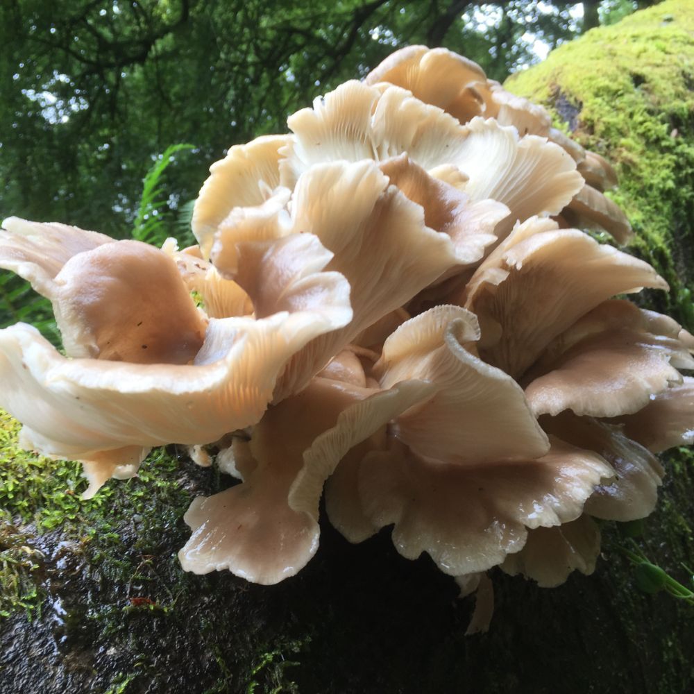 Oyster mushrooms