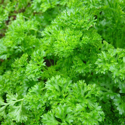 Parsley