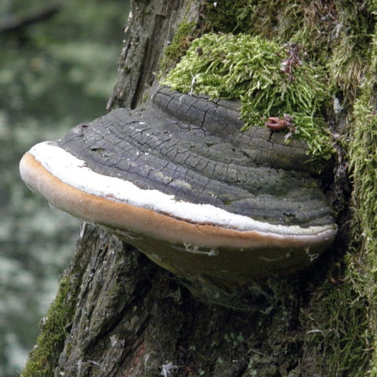 Phellinus