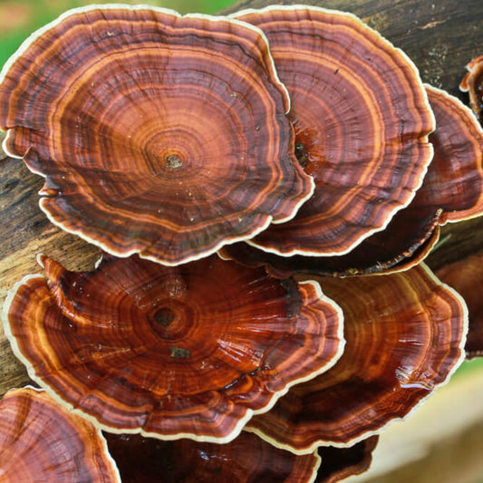 Reishi mushrooms