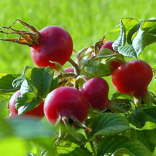 Rose hip