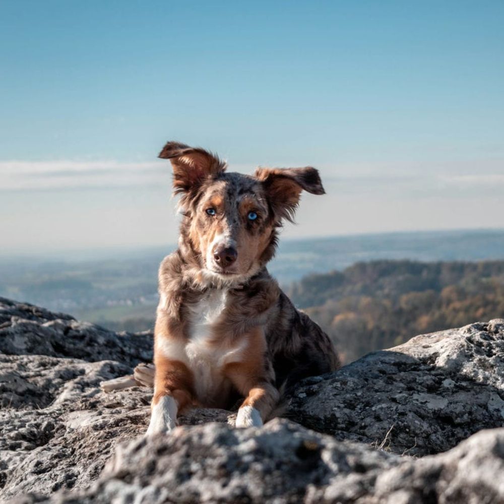 Natural Alternatives to Glucosamine for Dogs: What Actually Works