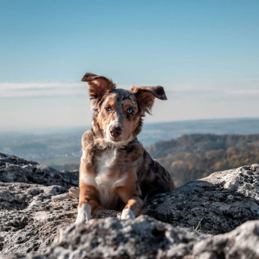 Natural Alternatives to Glucosamine for Dogs: What Actually Works