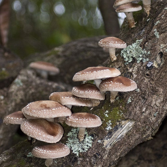 Shiitake mushrooms