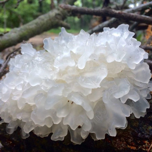 Tremella