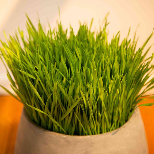 Wheat grass